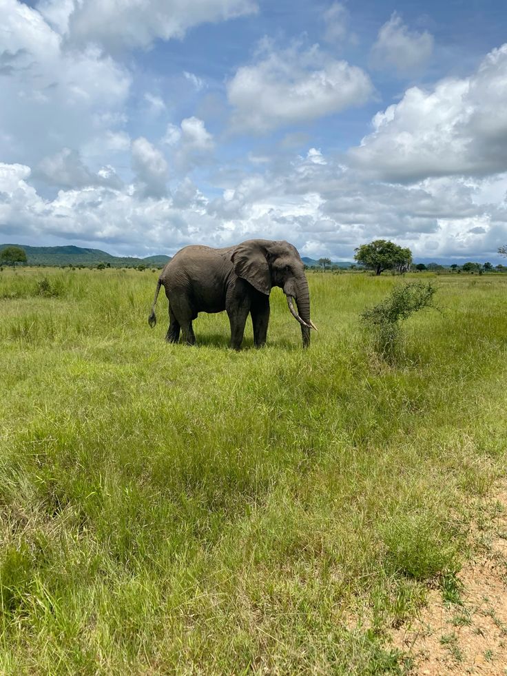 Tarangire